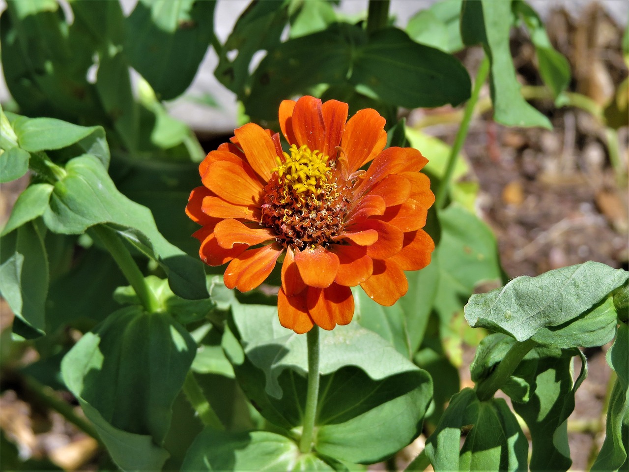 Image - flower orange yellow brown green