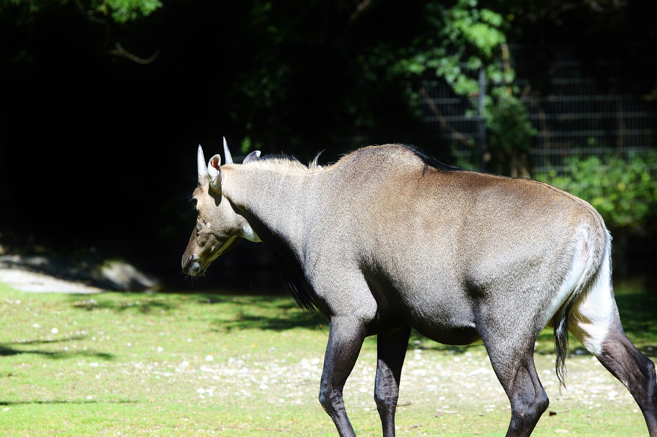 Image - nilgun antelope antelope