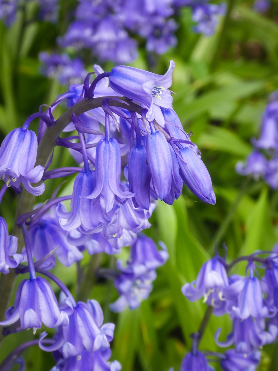 Image - bluebells wildflower spring plant