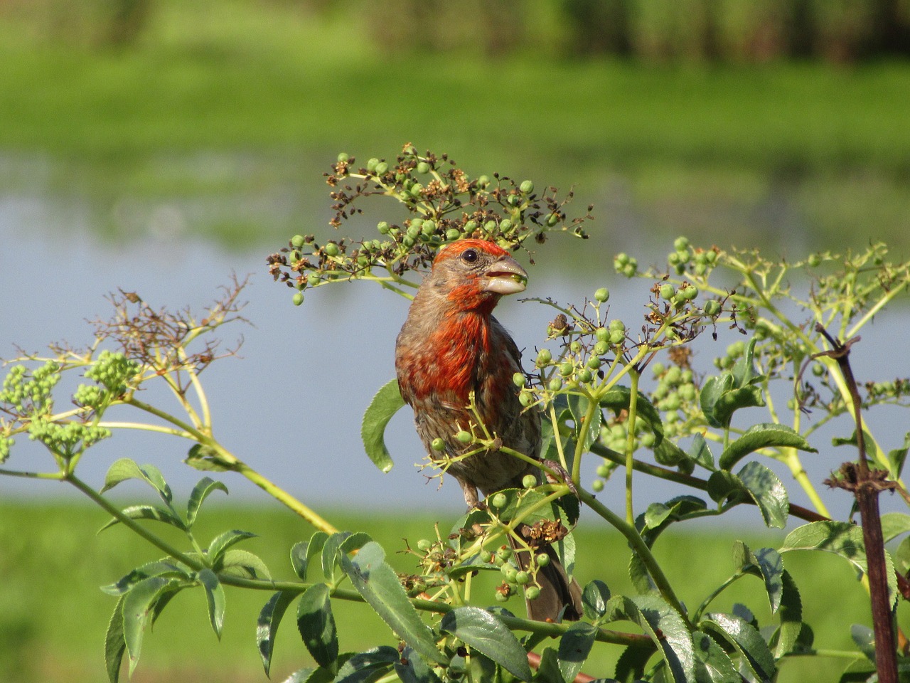 Image - bird house finch finch wildlife