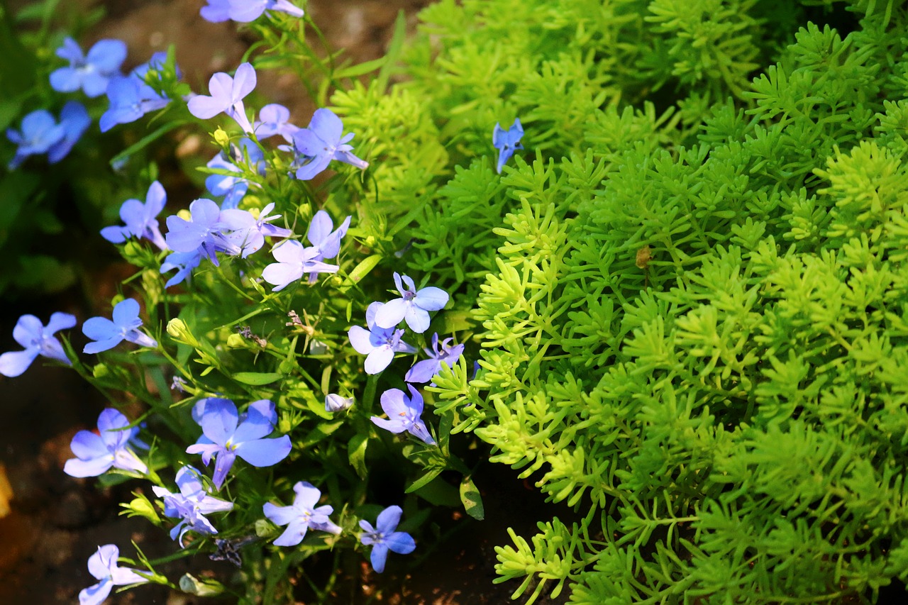 Image - krupnyj plan moss flowers blue