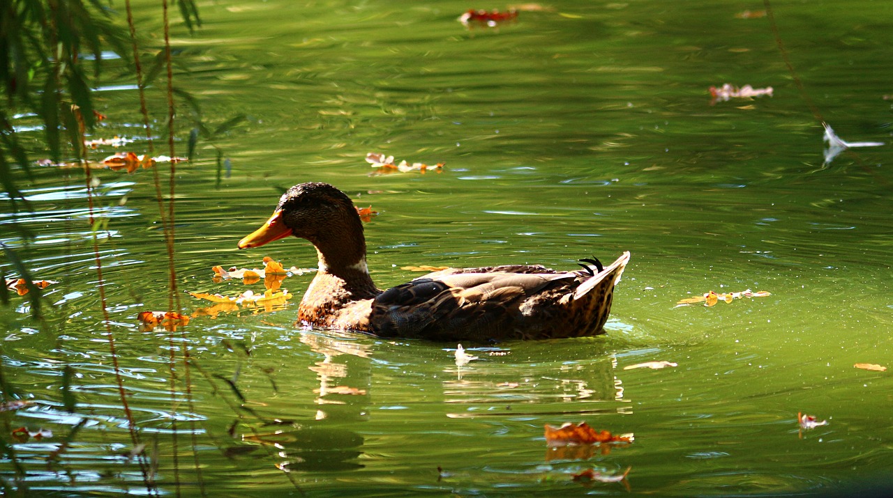 Image - duck park water wildlife