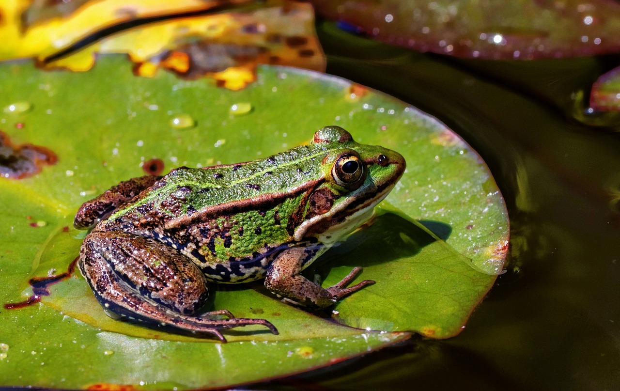 Image - the frog nature animal amphibian