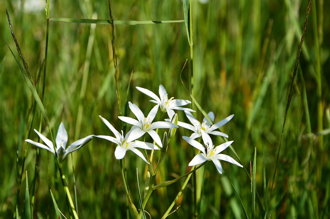 Image - flower nature macro spring flowers
