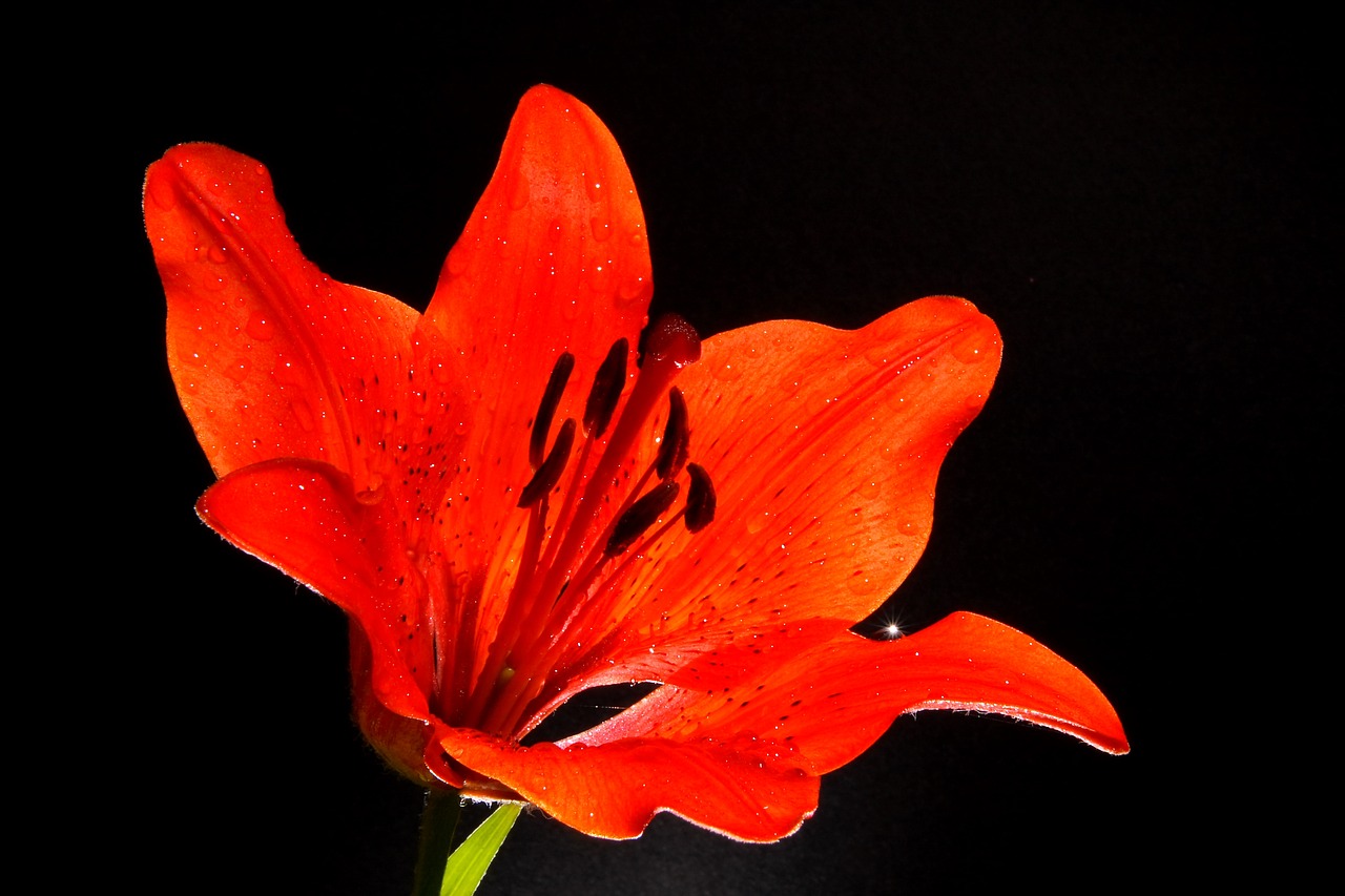 Image - lily flower beautiful flower pink