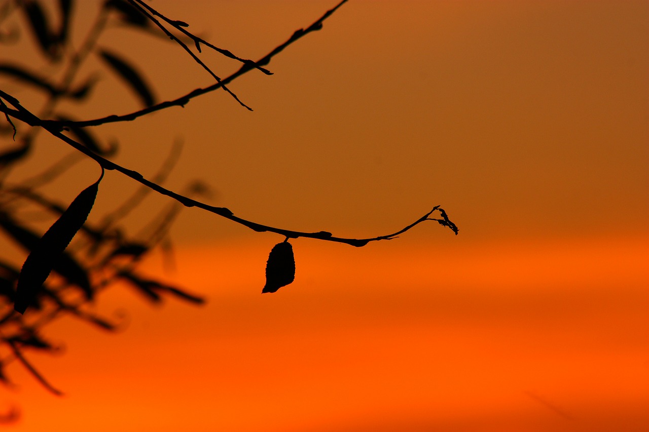 Image - silhouette lights sunrise evening