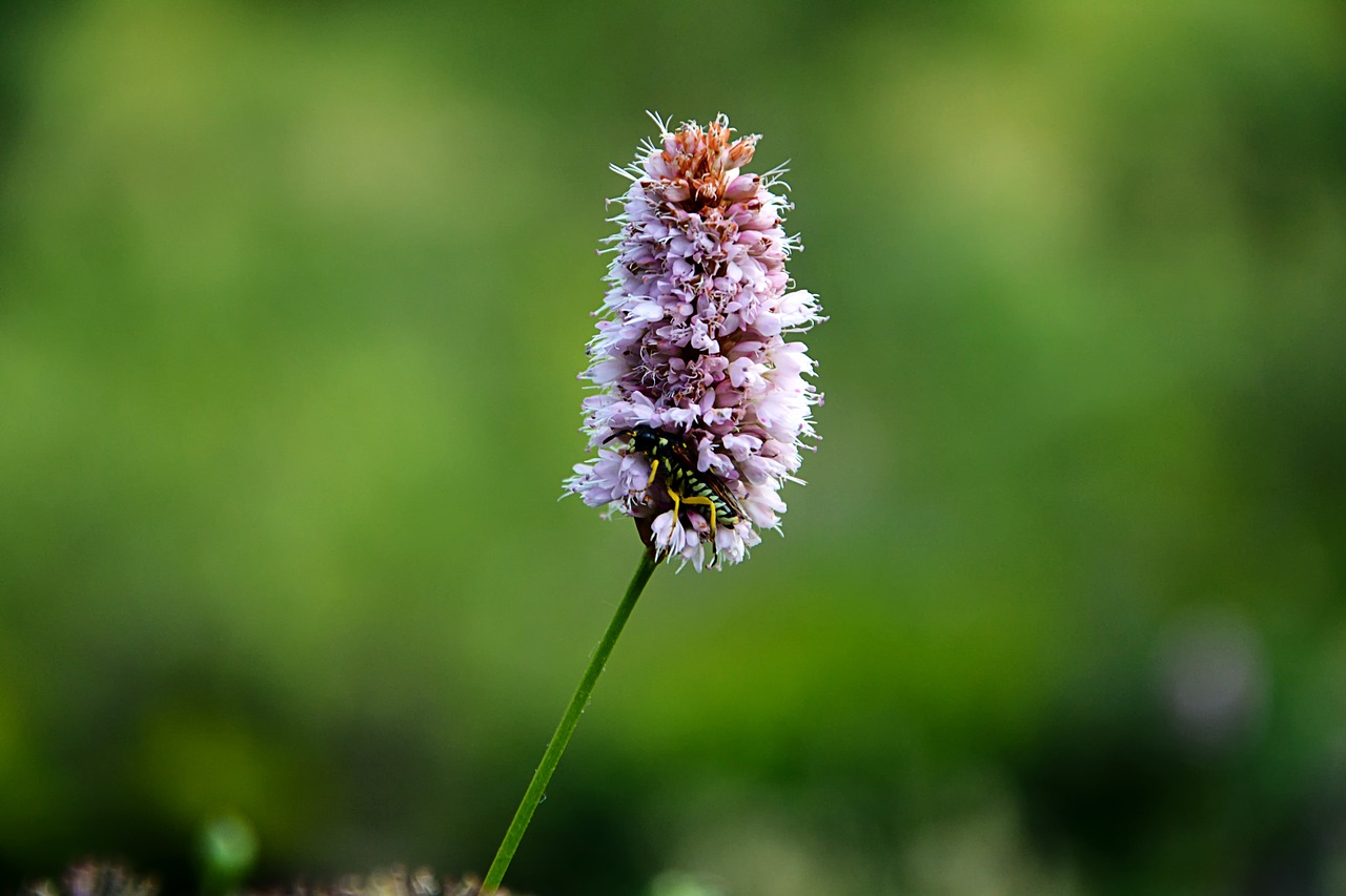 Image - flower nature macro spring flowers