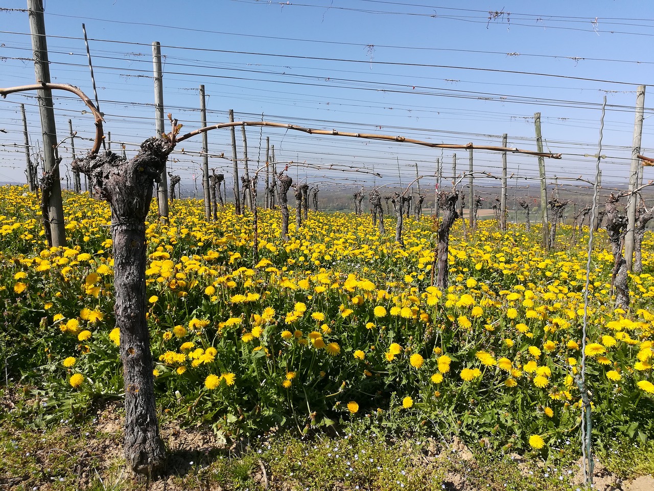 Image - vineyard dandelion markgräflerland