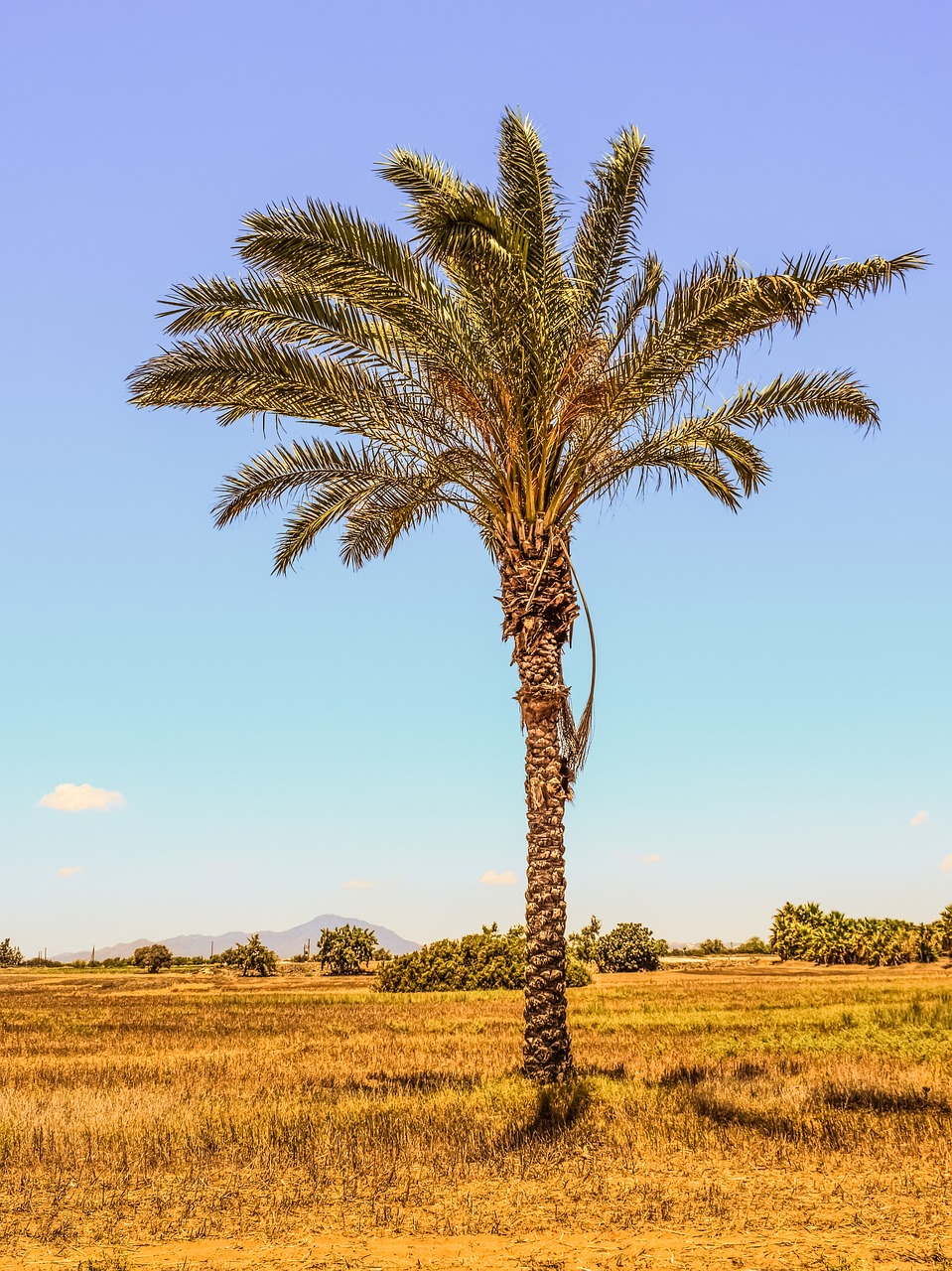Image - palm tree field landscape scenery