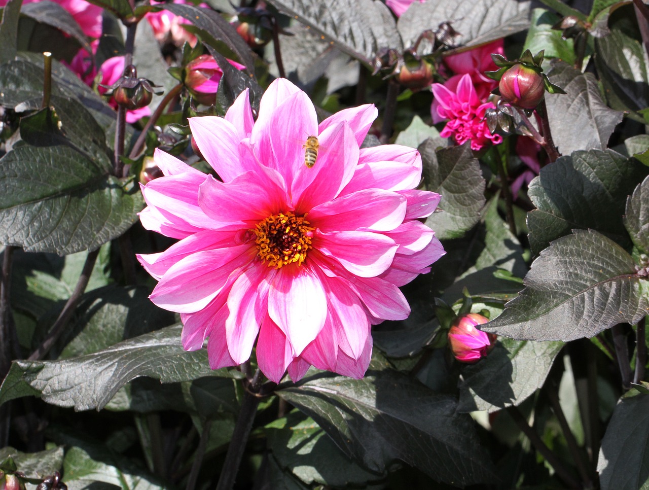 Image - dahlia pink flowers plant blossom