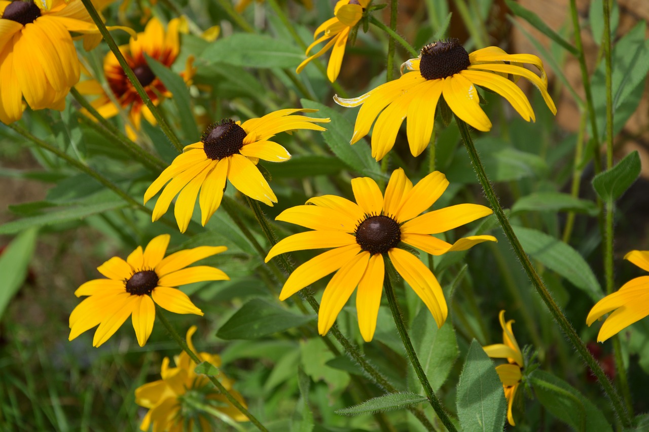 Image - yellow flowers large daisies massif