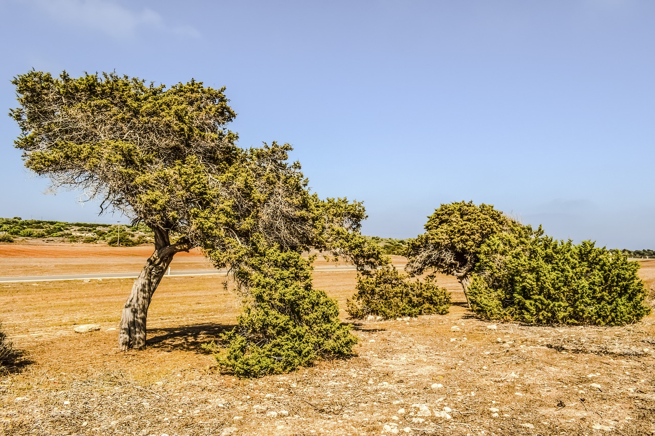 Image - juniperus phoenicea juniper tree