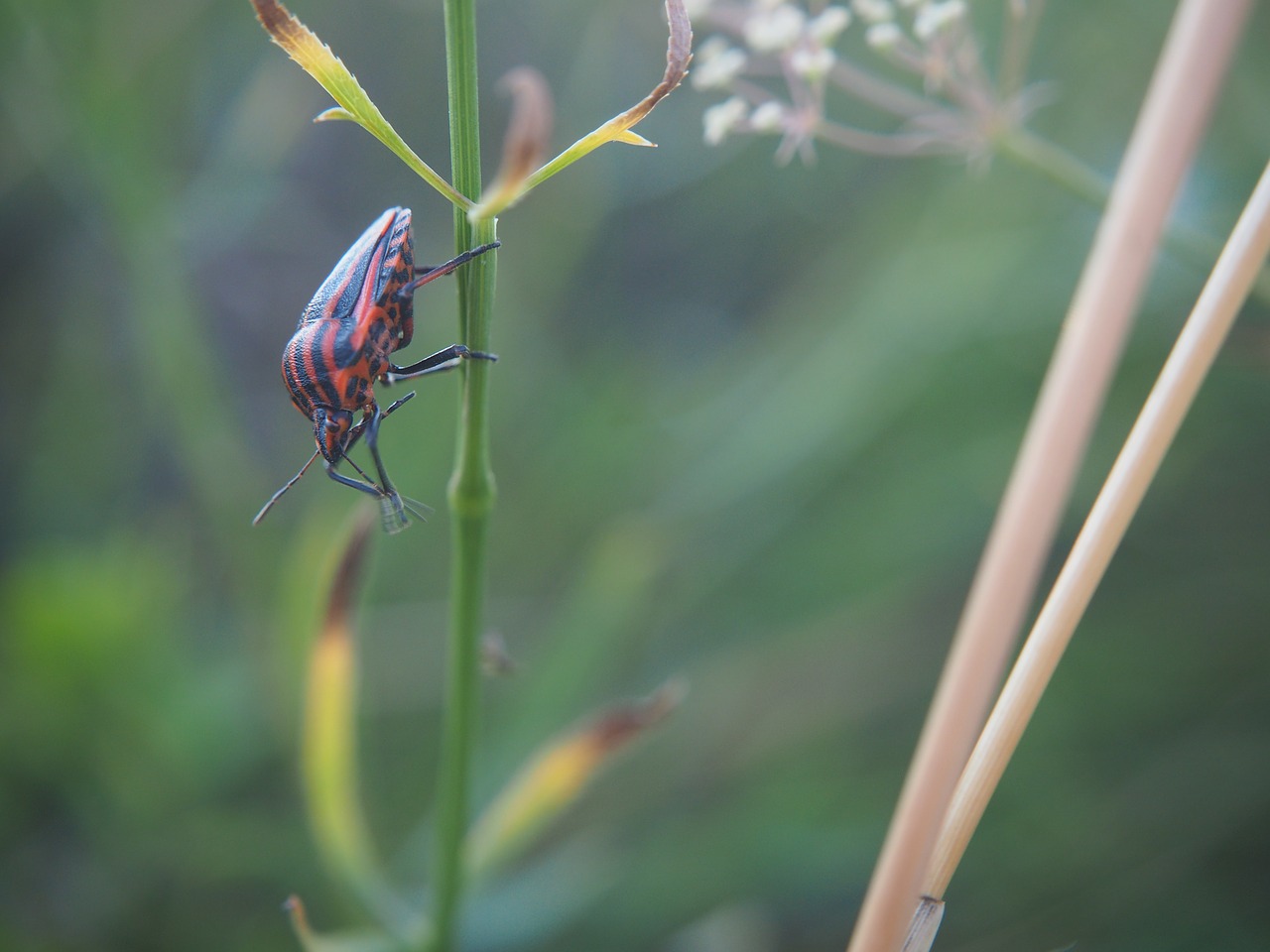 Image - beetle insect halm nature