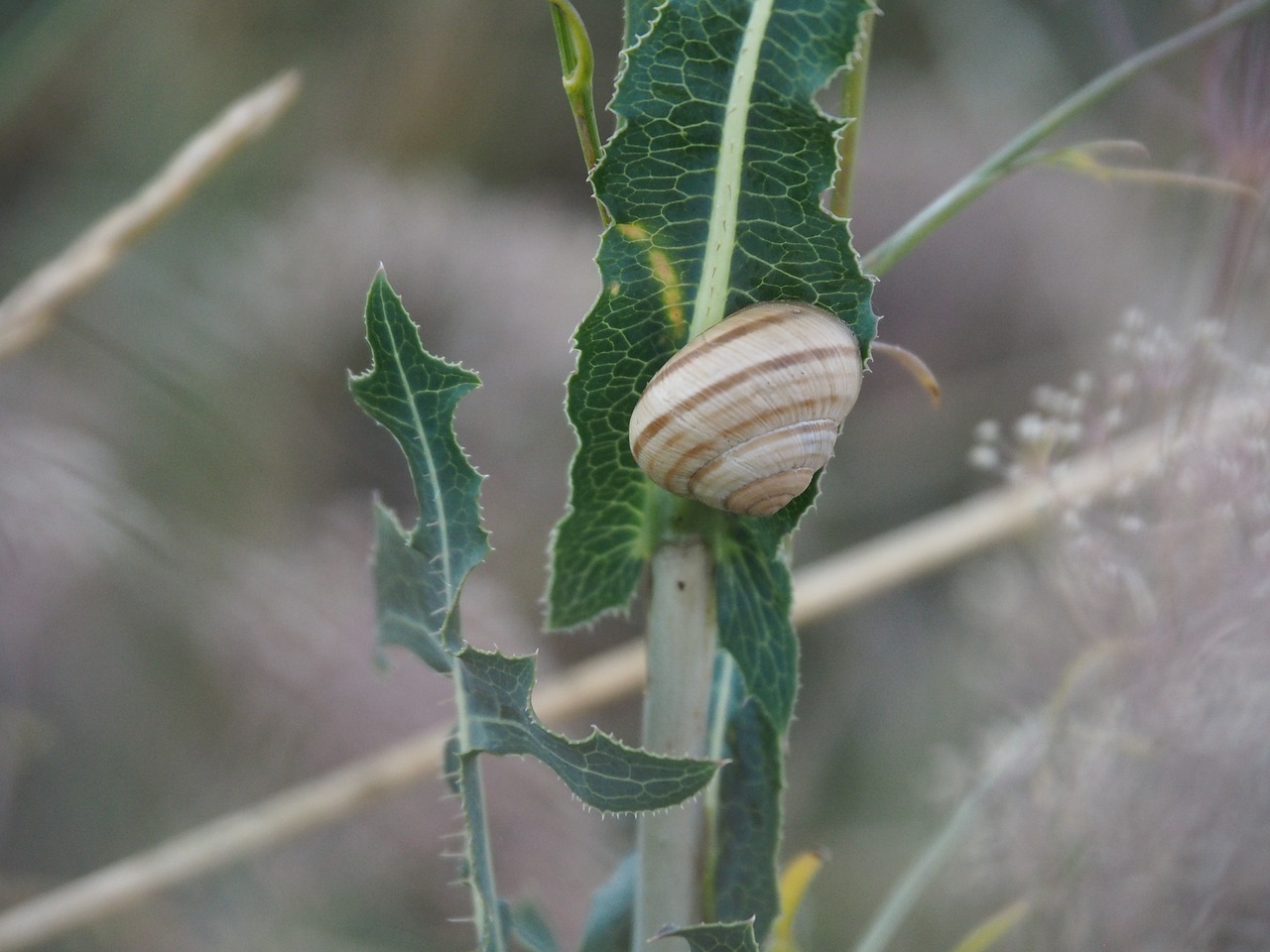 Image - snail plant nature shell bush