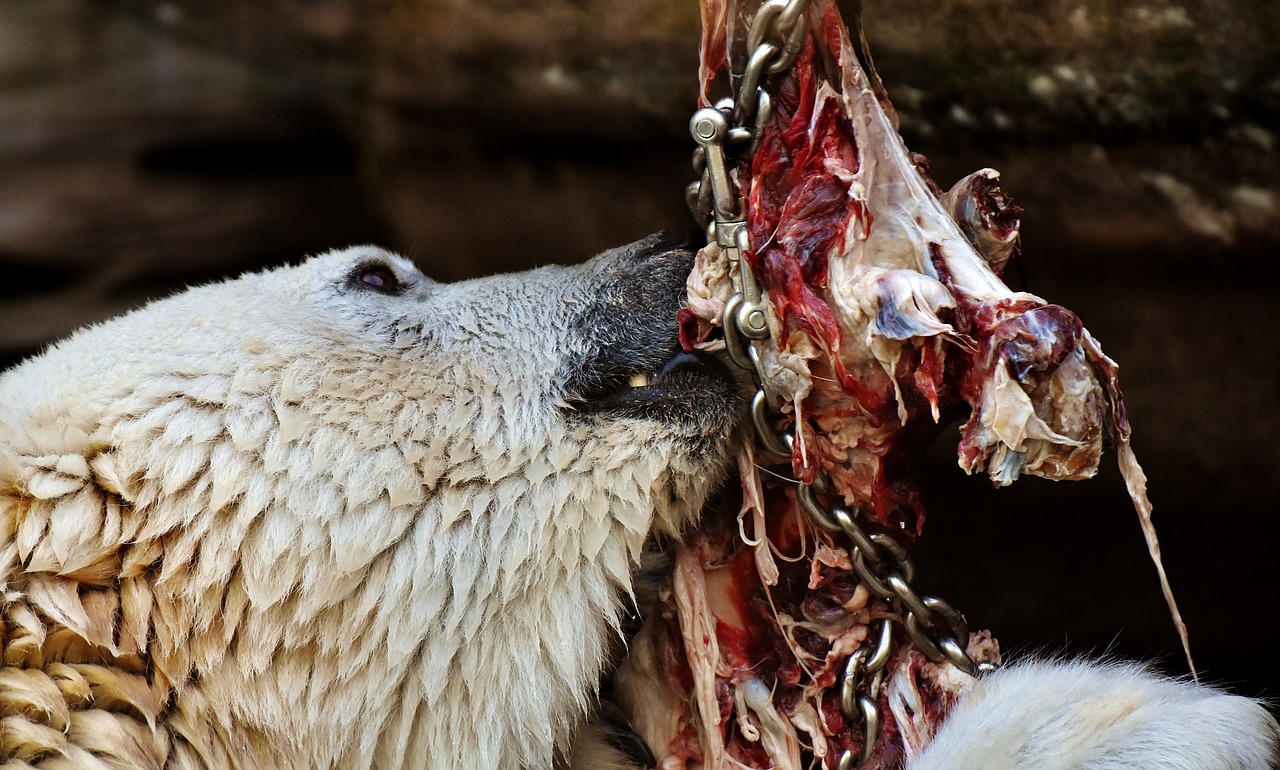 Image - polar bear feeding meat eat zoo