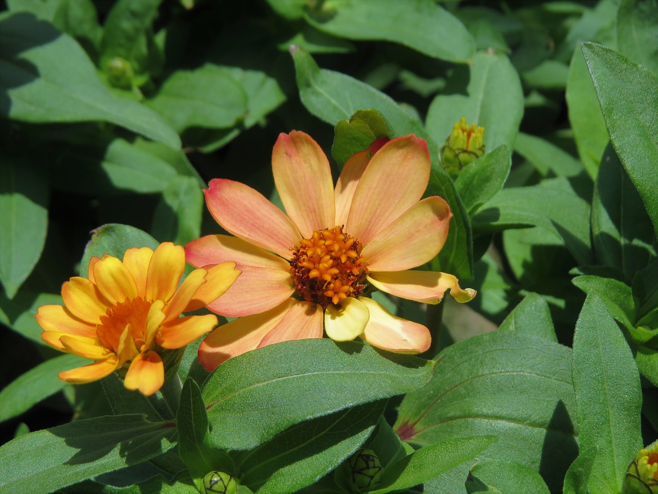 Image - flowers rust yellow orange green