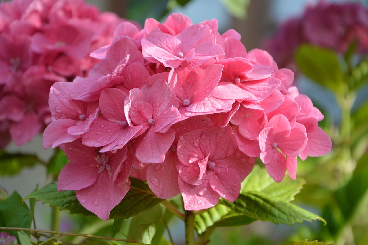 Image - hydrangea pink nature plant flower