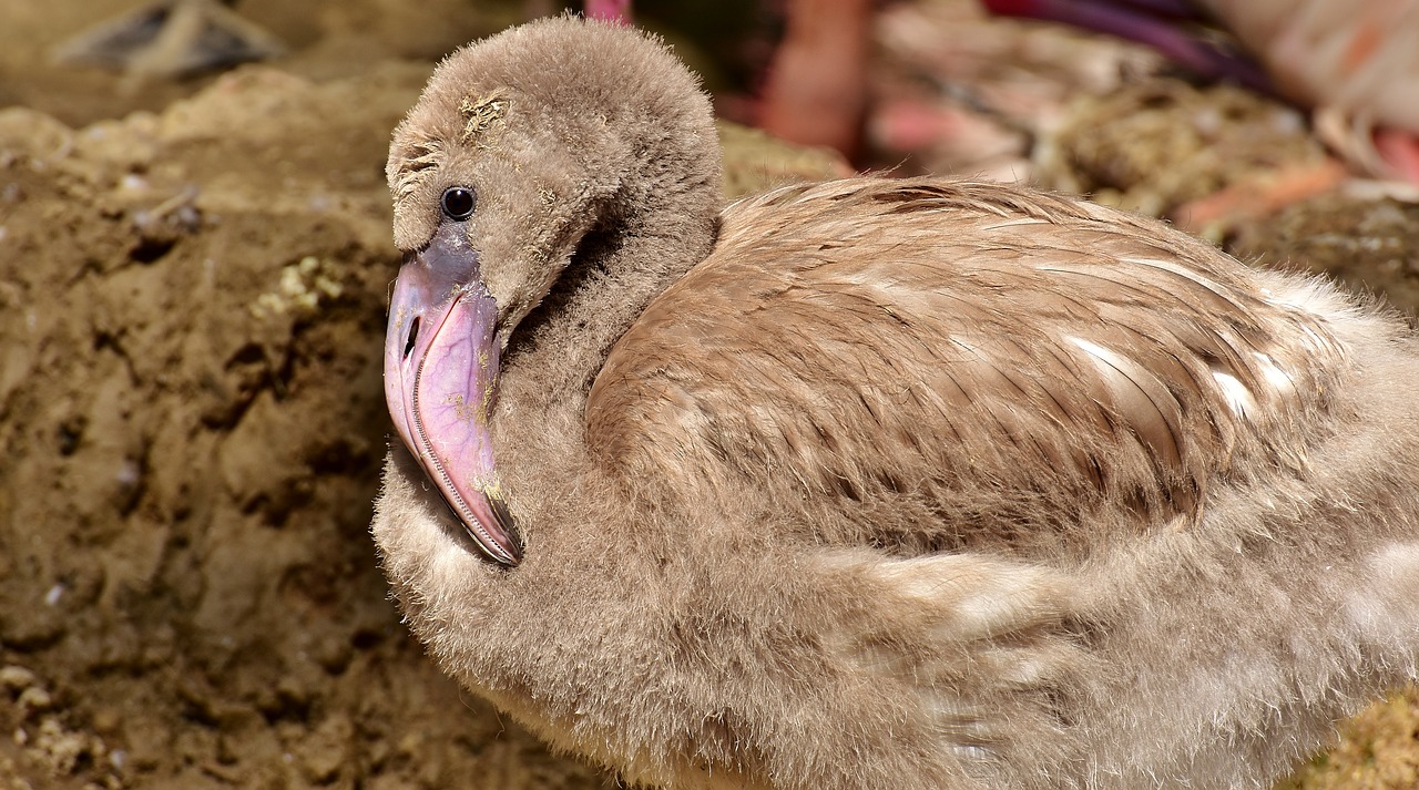 Image - flamingo young bird young animal