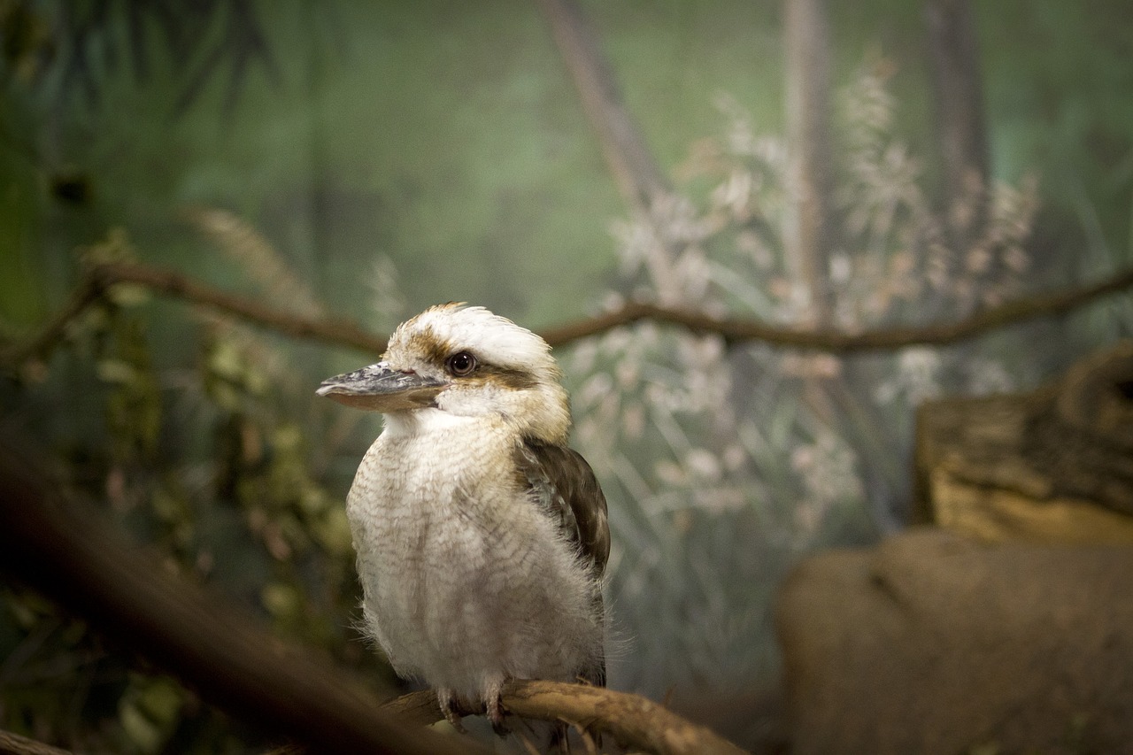 Image - bird pointy beak bird at zoo