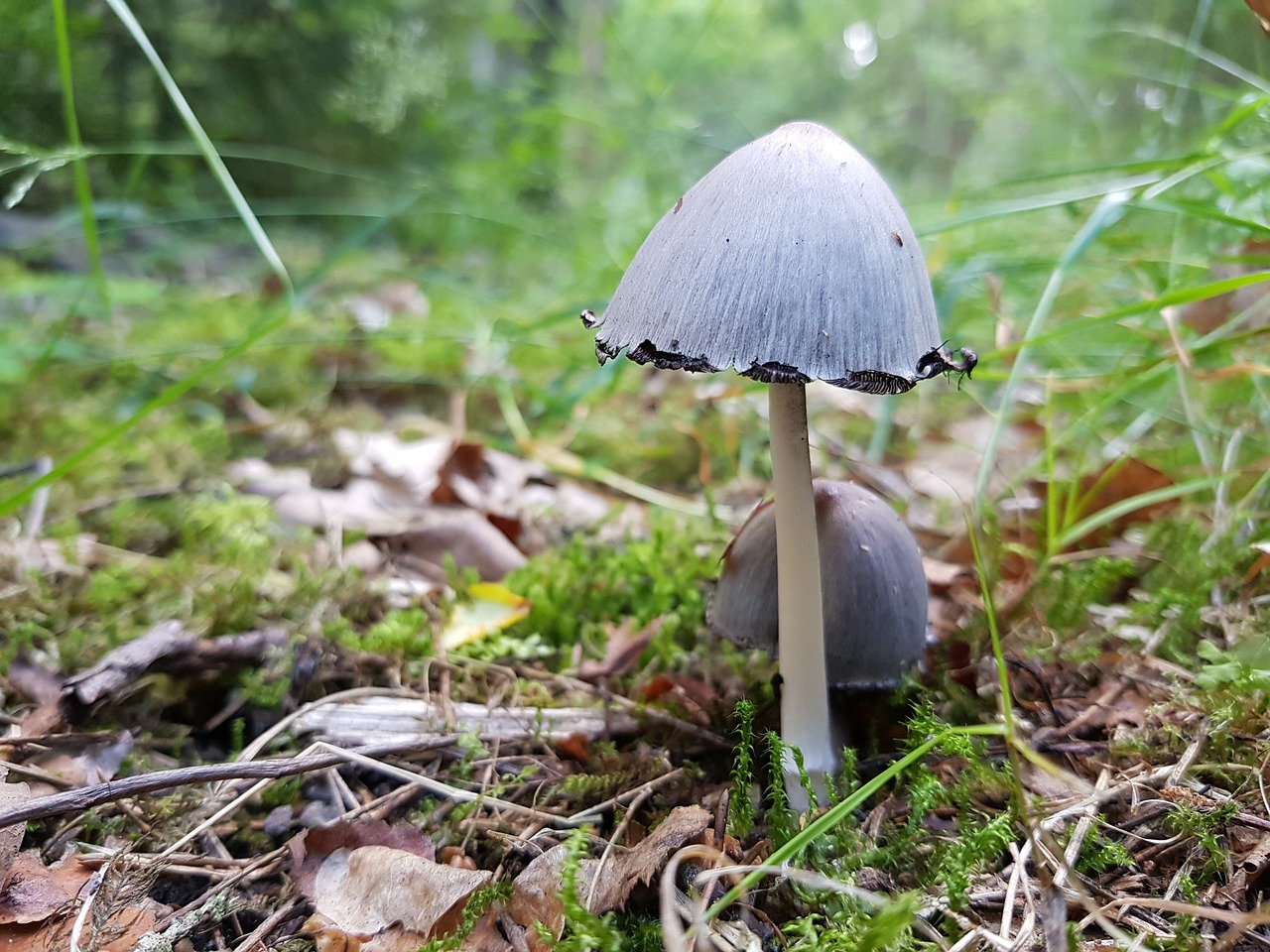 Image - mushroom forest moss green funnel