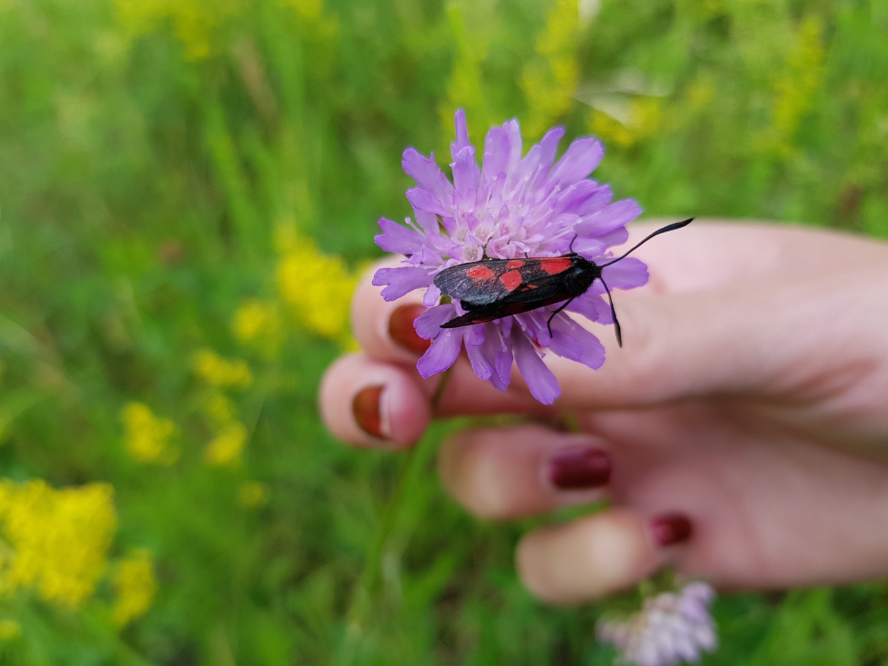 Image - insect red black flower purple