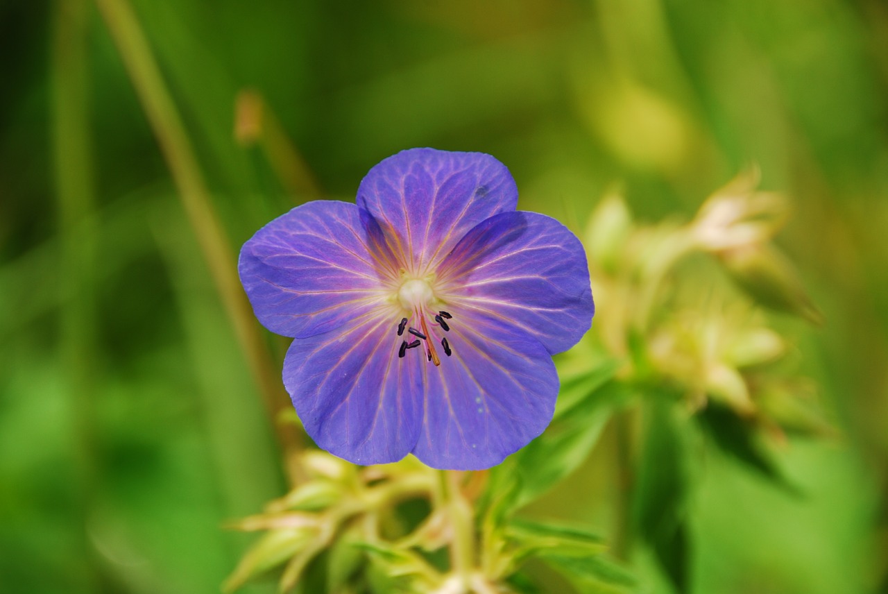 Image - flower violet verte petals