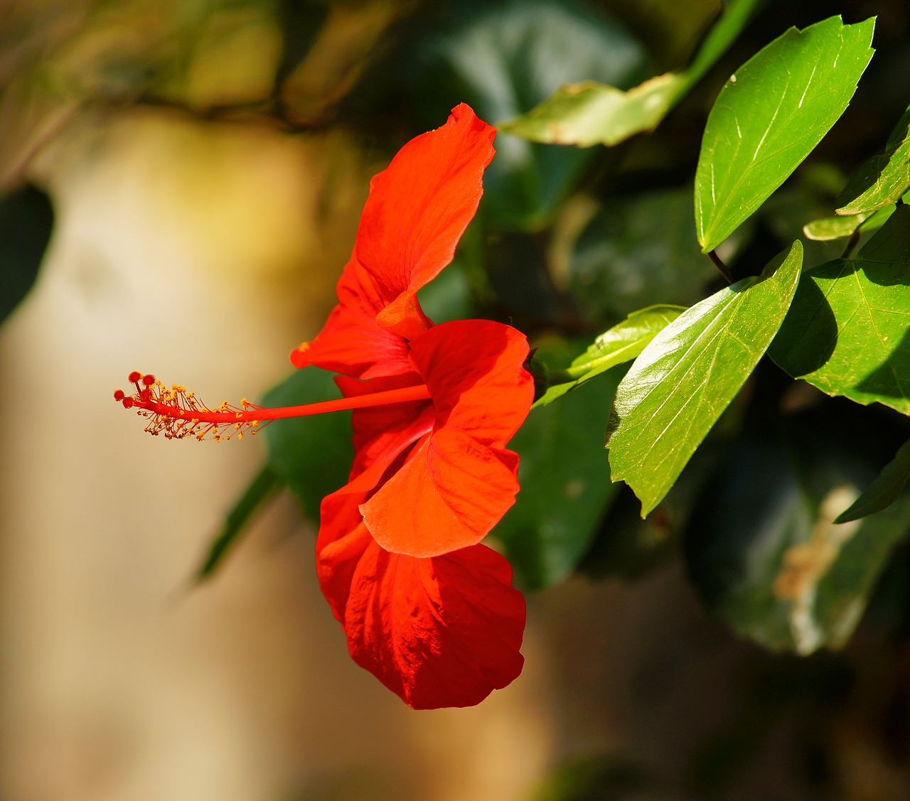 Image - flower blossom bloom red flower