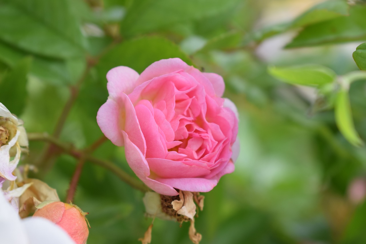 Image - ros shrubs roses summer nature