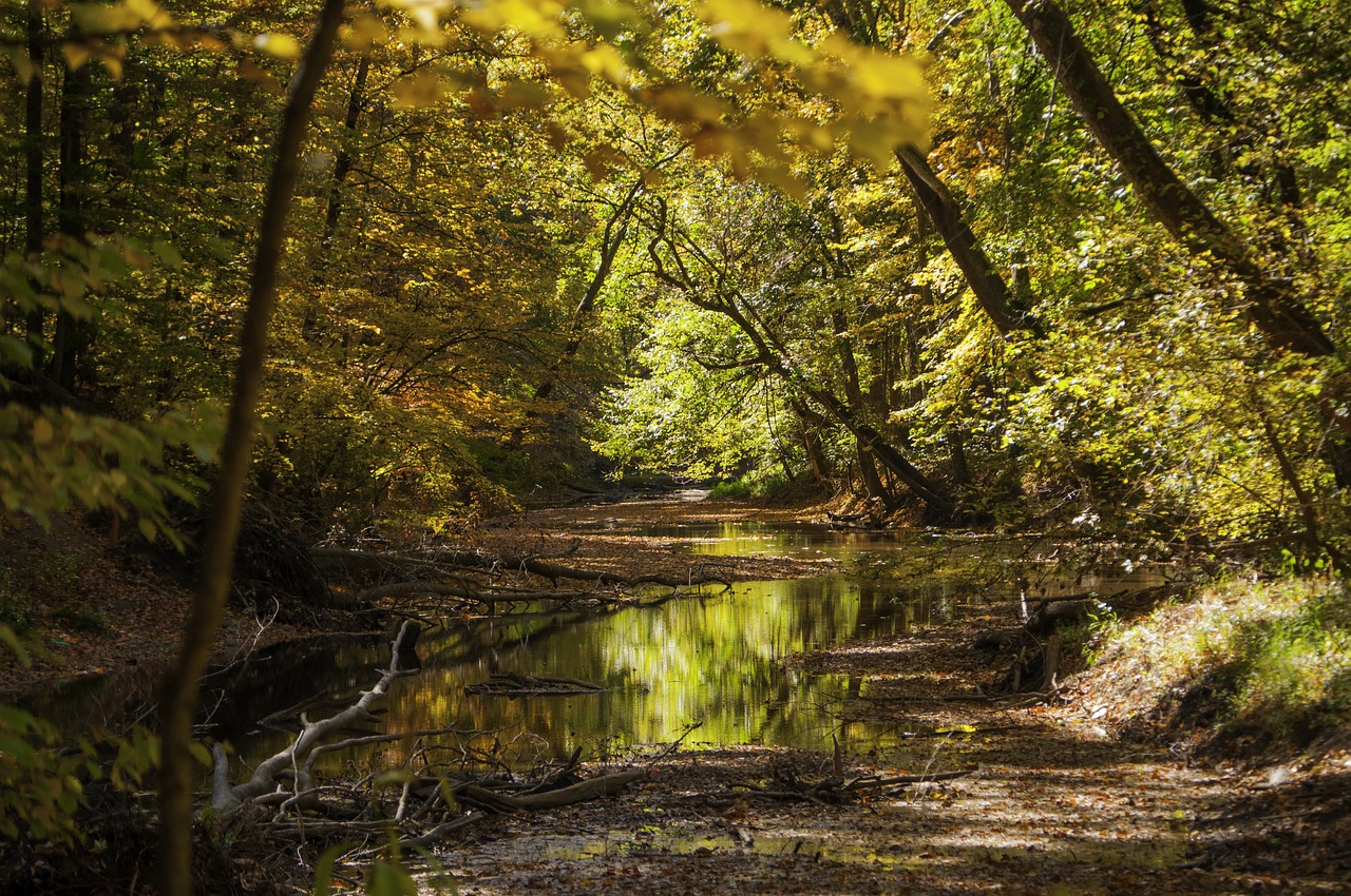 Image - trees stream water green river