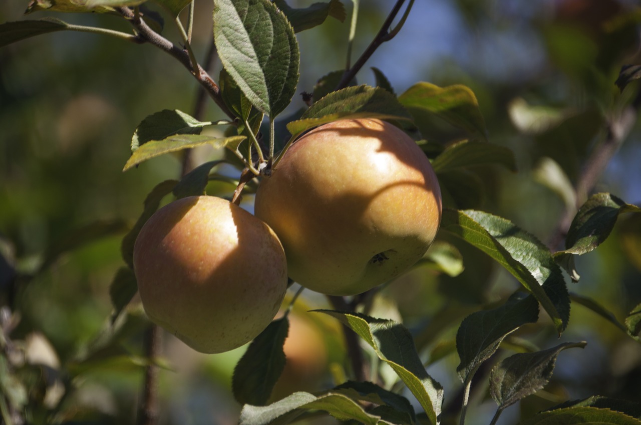 Image - apple tree nature green garden