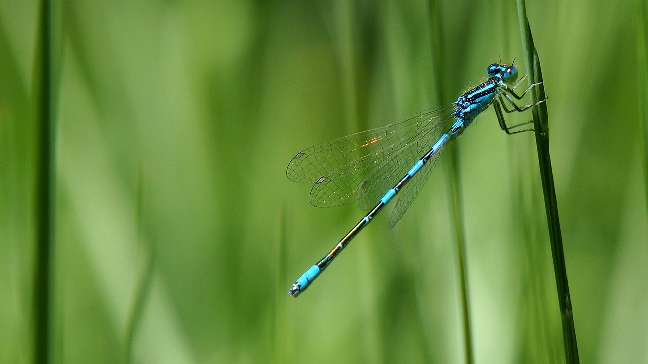 Image - nature insects dragonfly macro