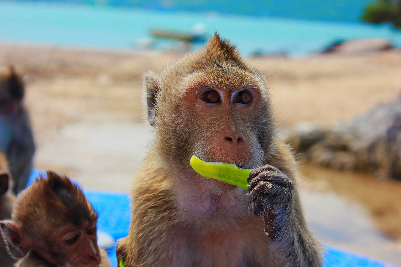 Image - monkey toque view closeup snout