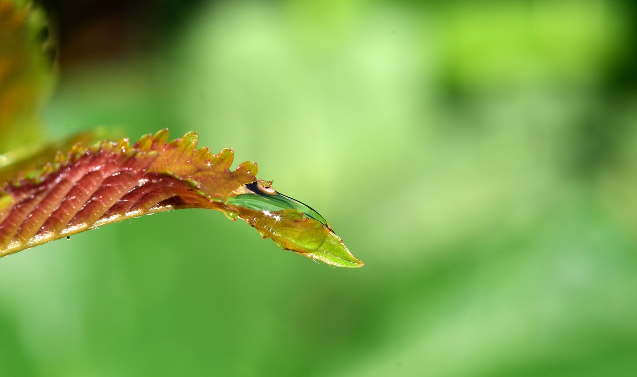 Image - drip leaf drop of water macro rain