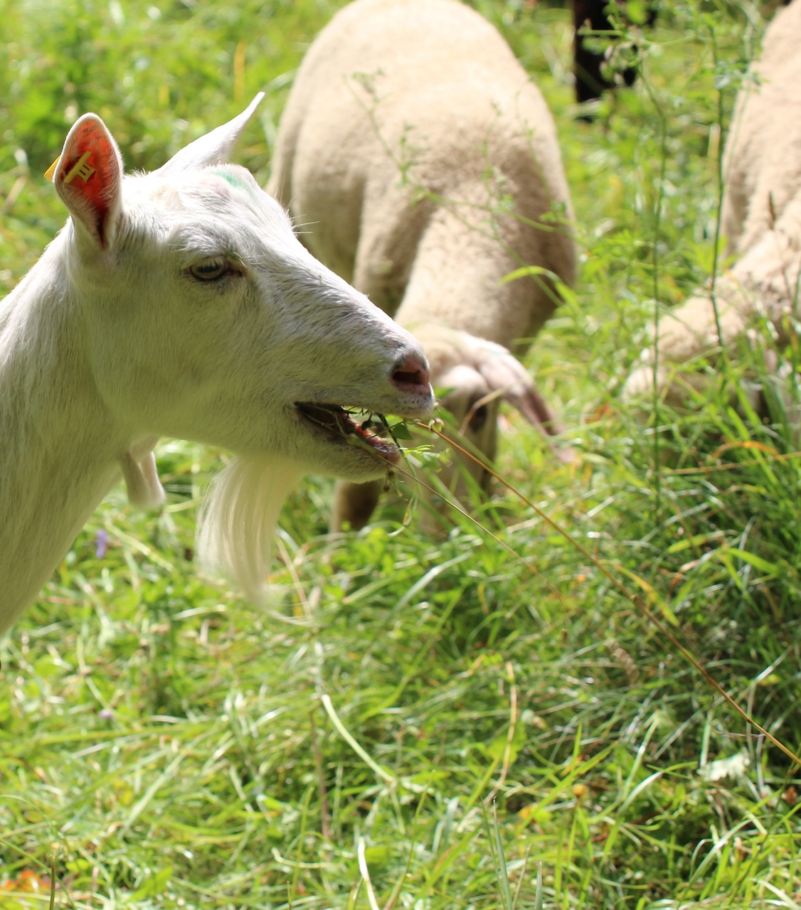 Image - goat eat white meadow