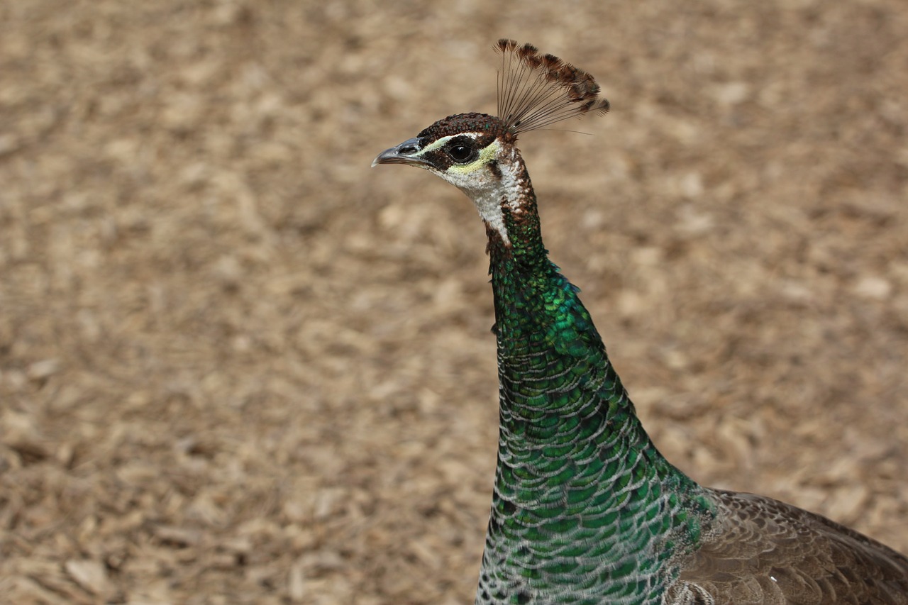 Image - peacock female bird