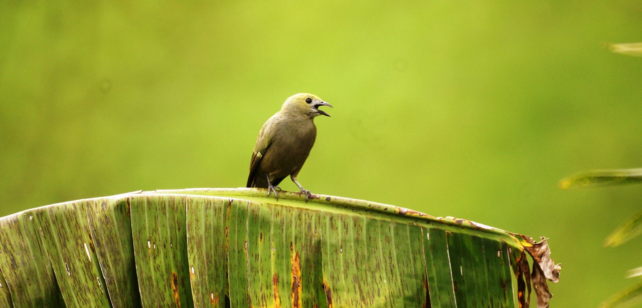 Image - nature wild birds finlandia