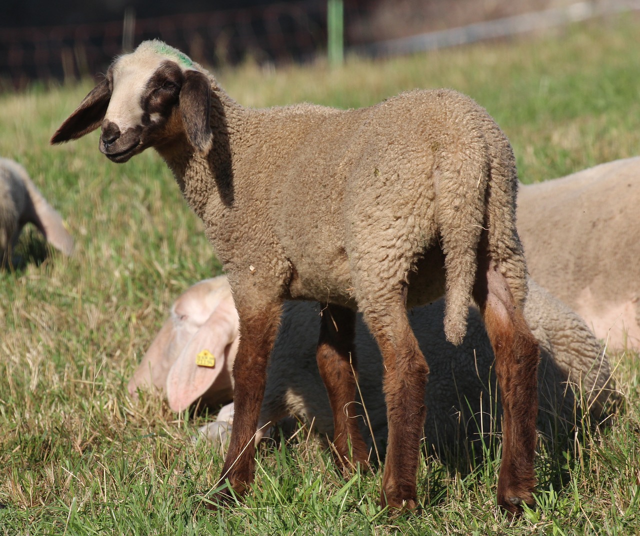 Image - sheep young animal brown