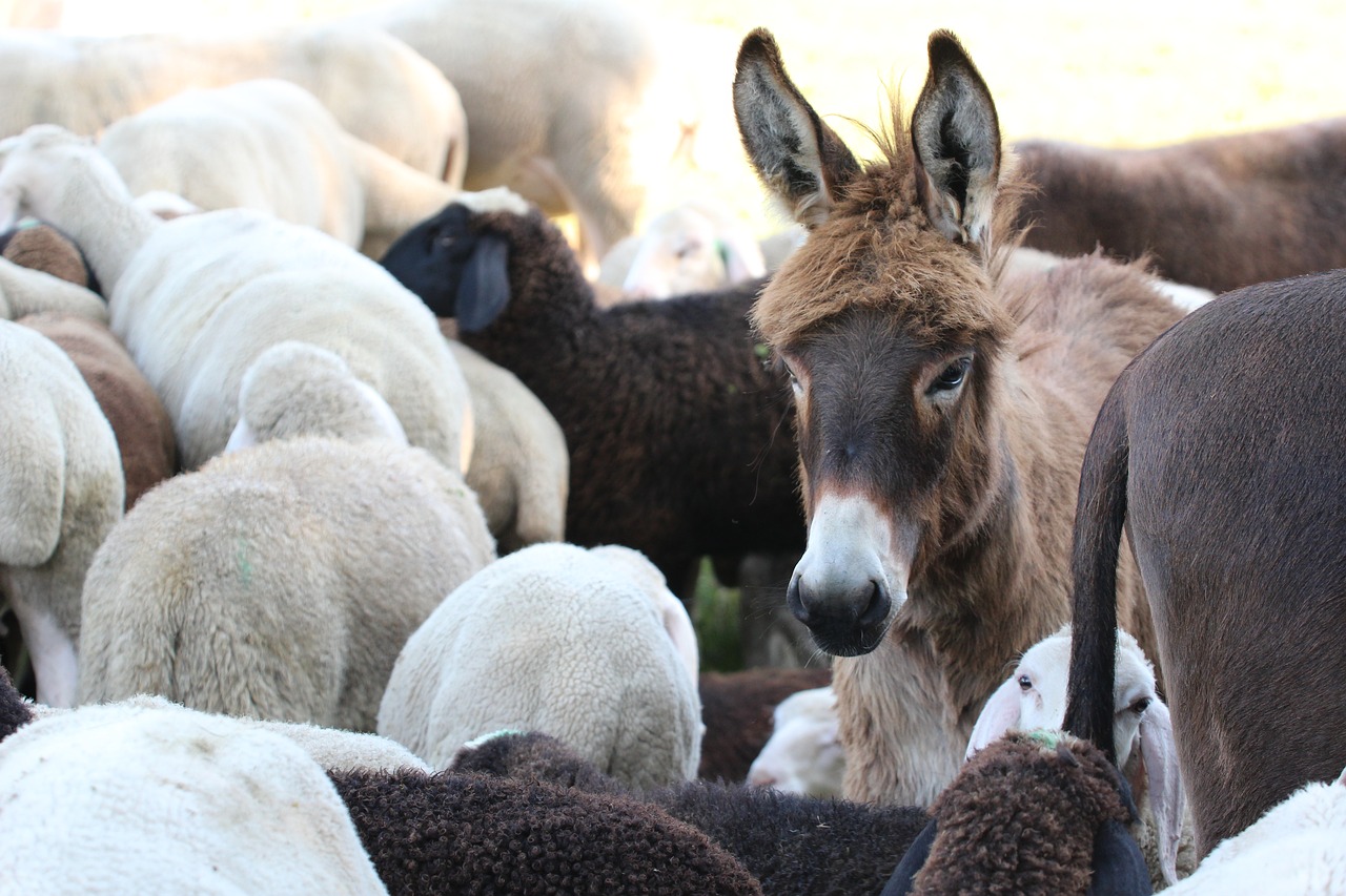 Image - young ass sheep dog eared