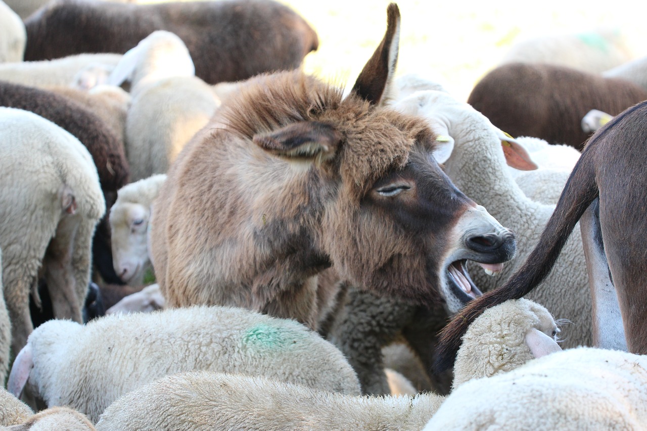 Image - young ass sheep dog eared
