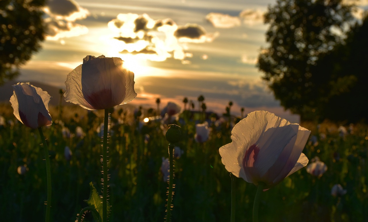 Image - poppies west field