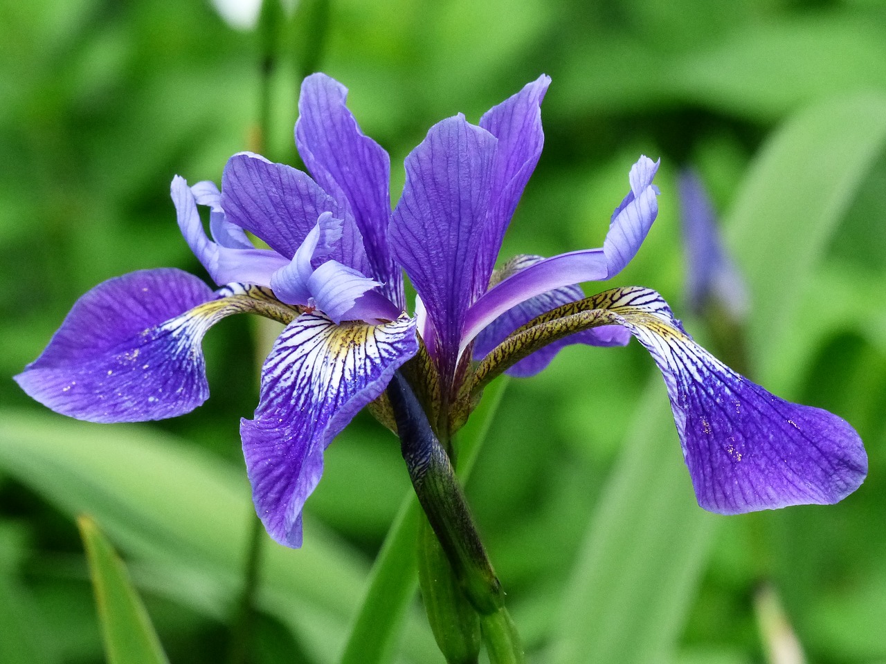 Image - flower blue iris summer garden