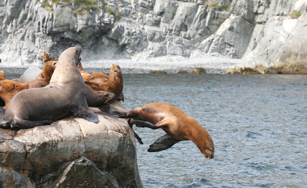 Image - sea lions rookery harem cleaver