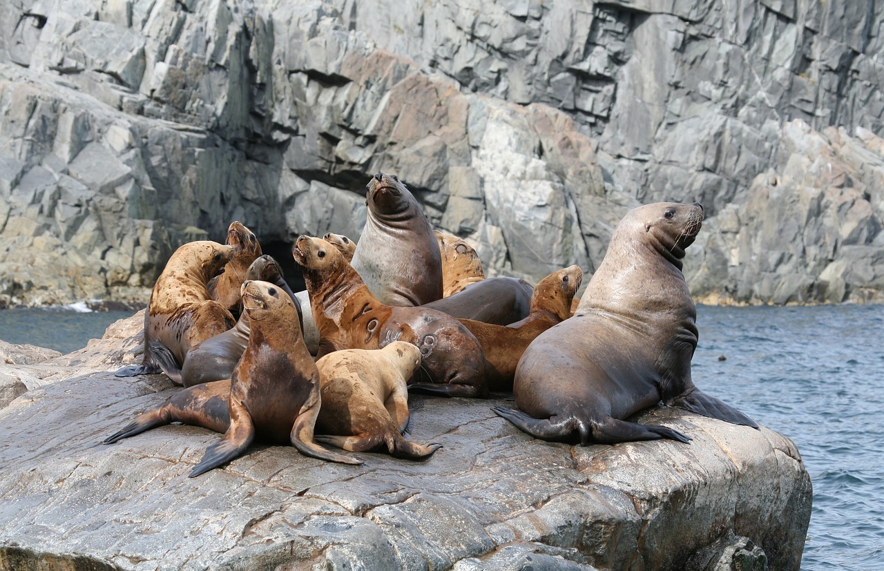 Image - sea lions rookery harem cleaver