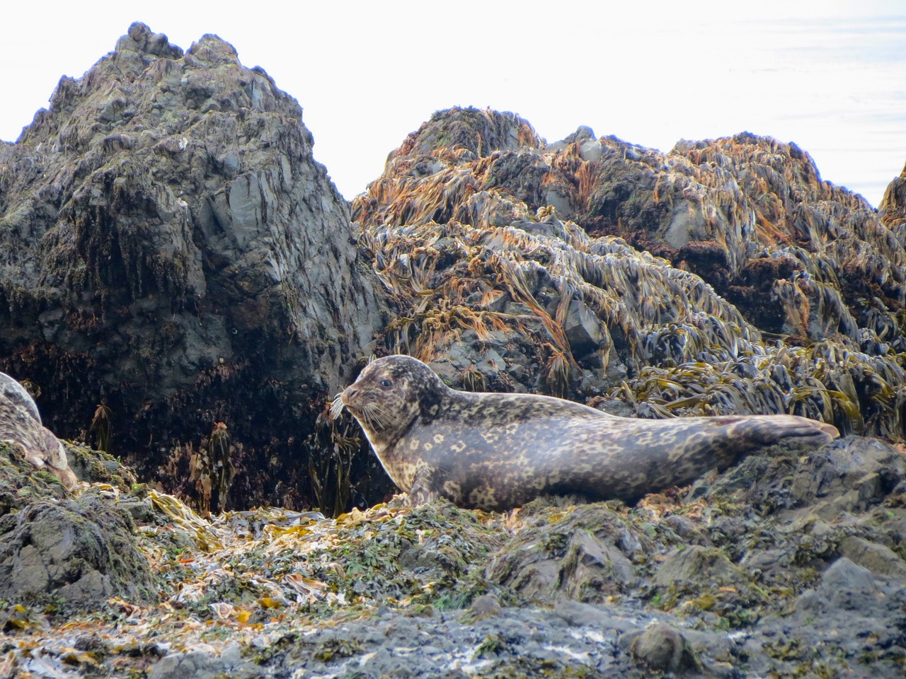 Image - seals larga rookery weed kelp