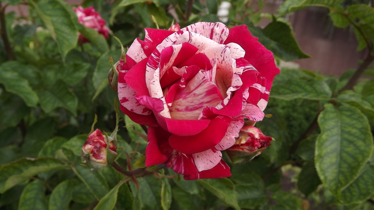 Image - flower rose two color rosebush