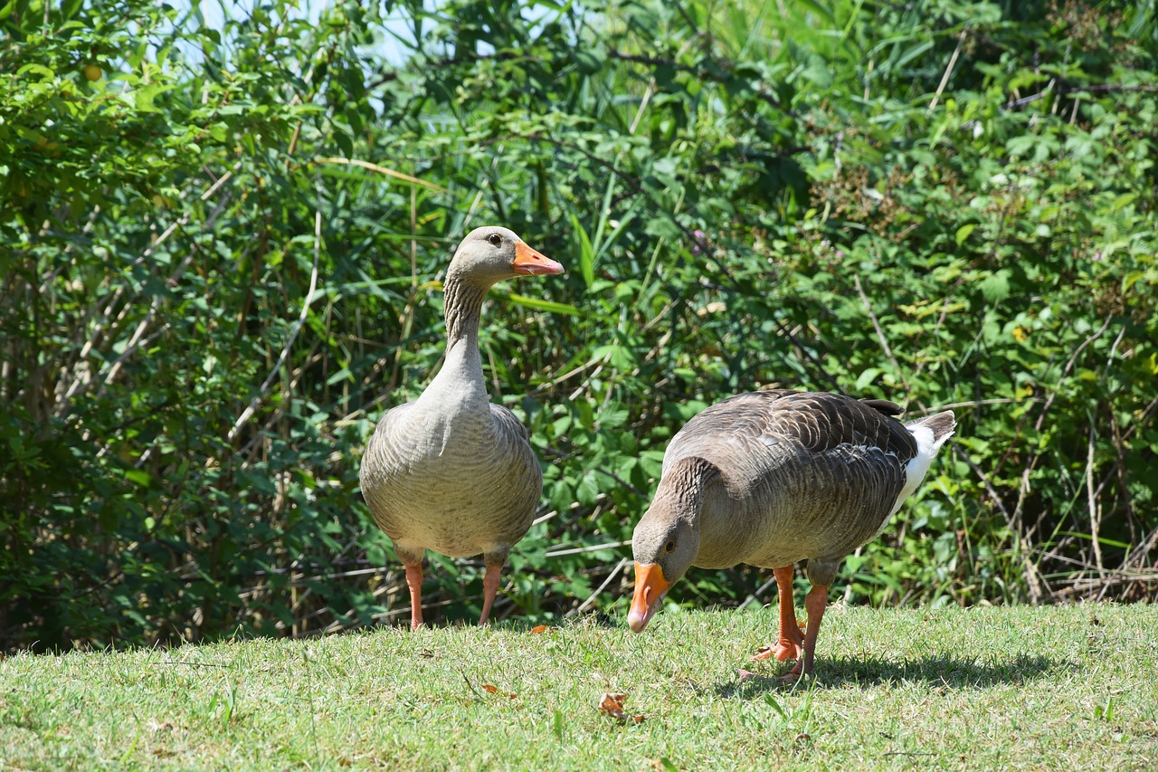 Image - geese animals bird animal fly