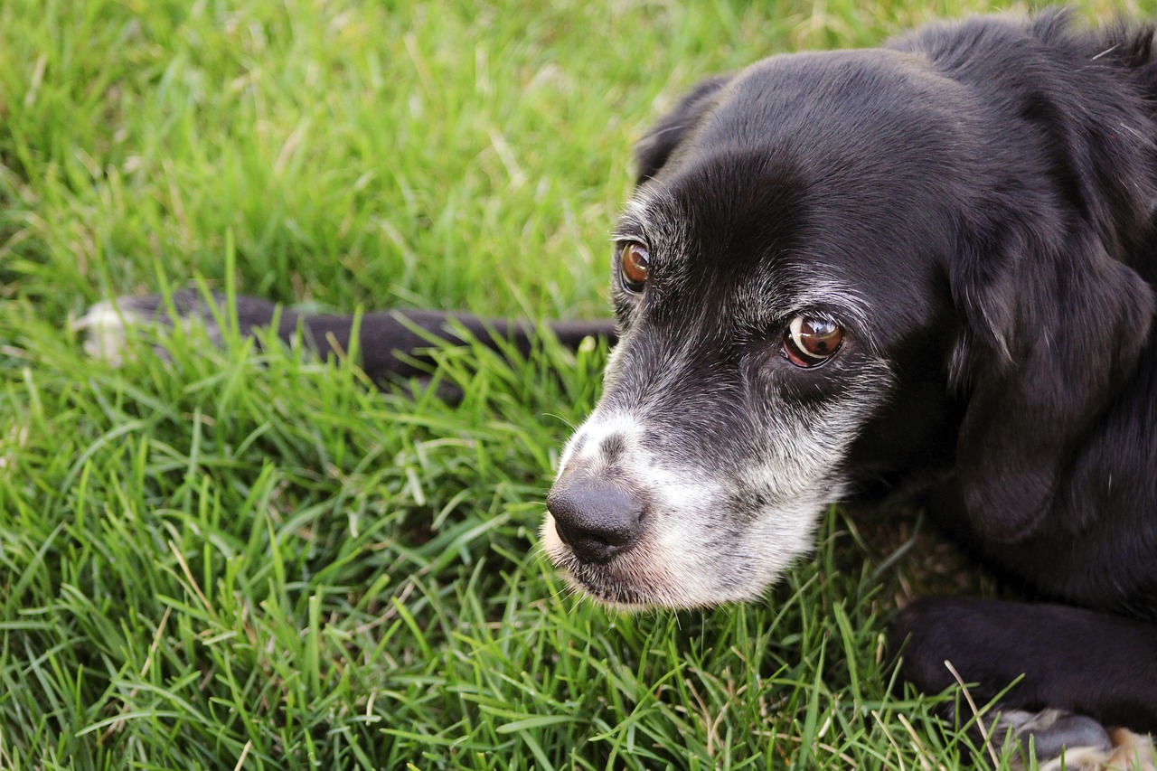 Image - black labrador summer green