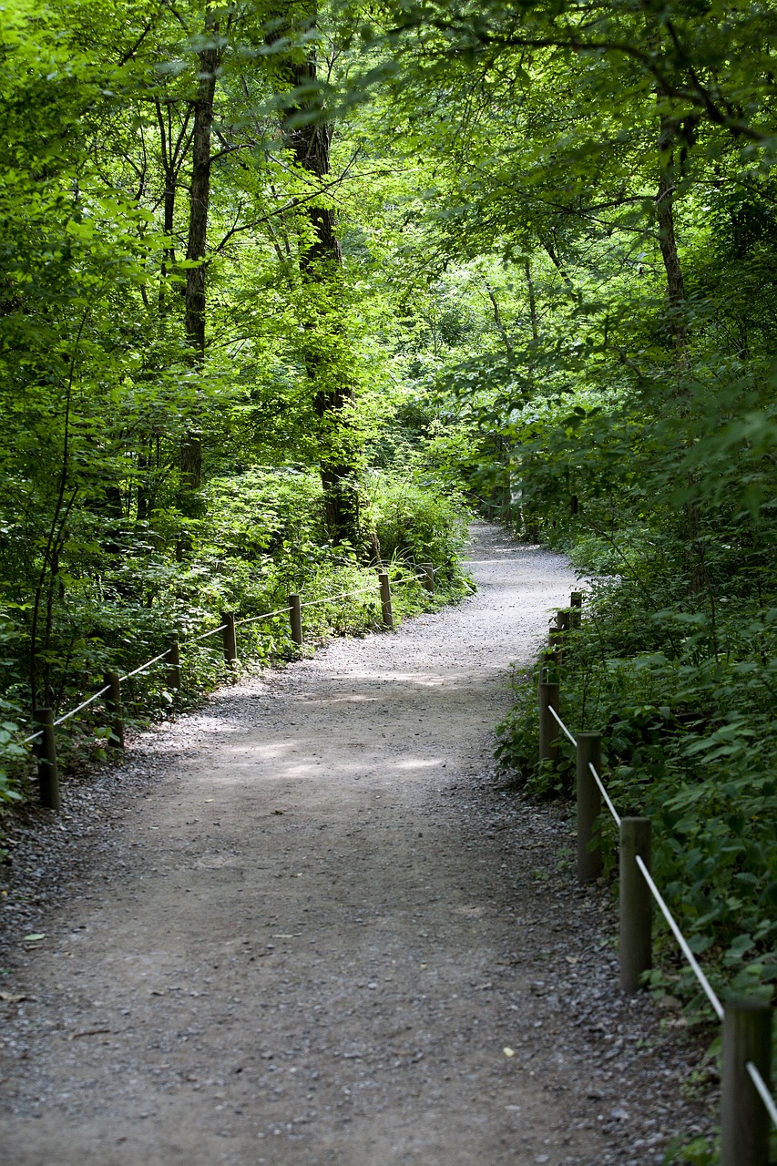 Image - forest forest road nature gil