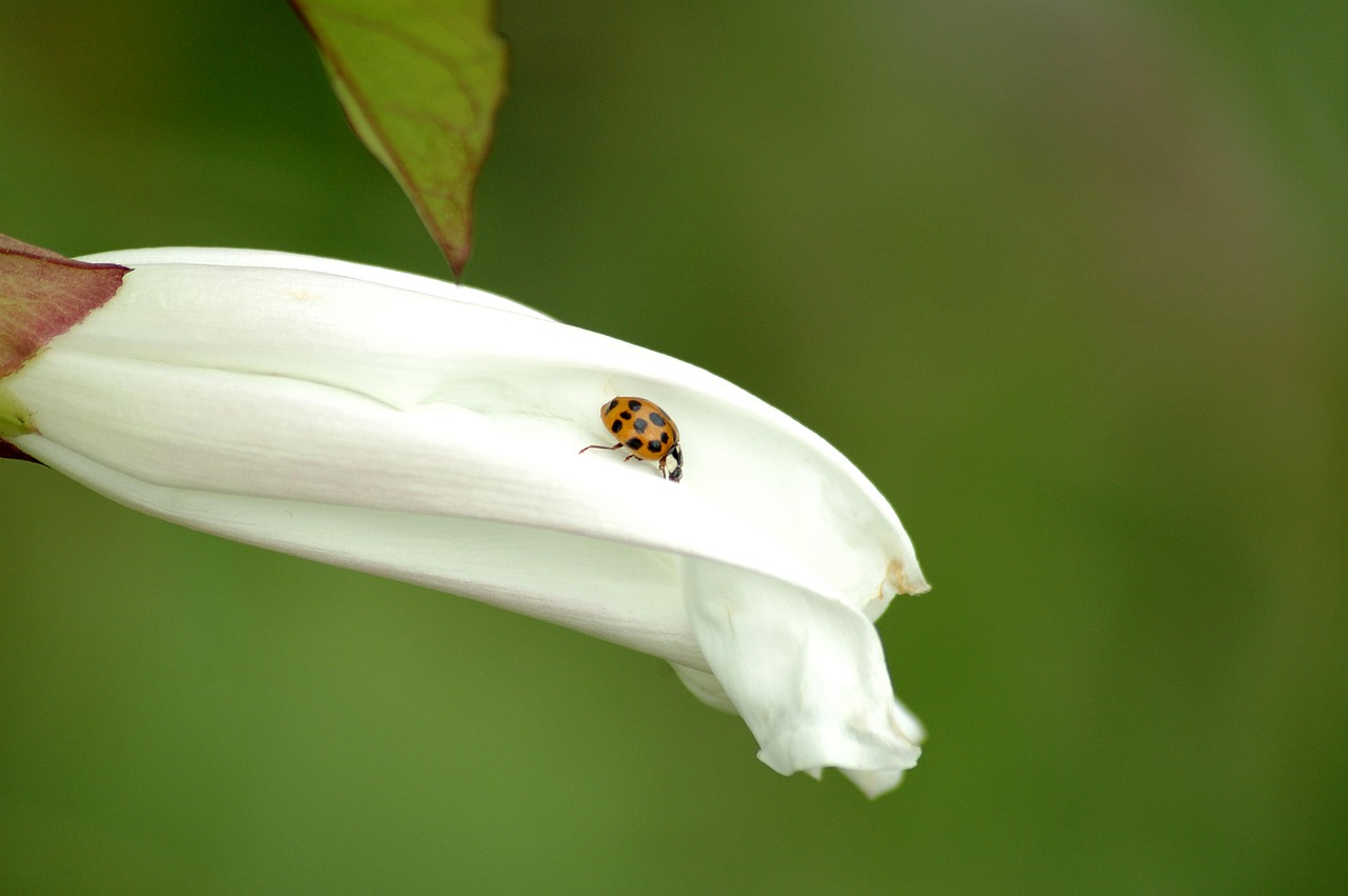 Image - ladybug blossom nature spring bug