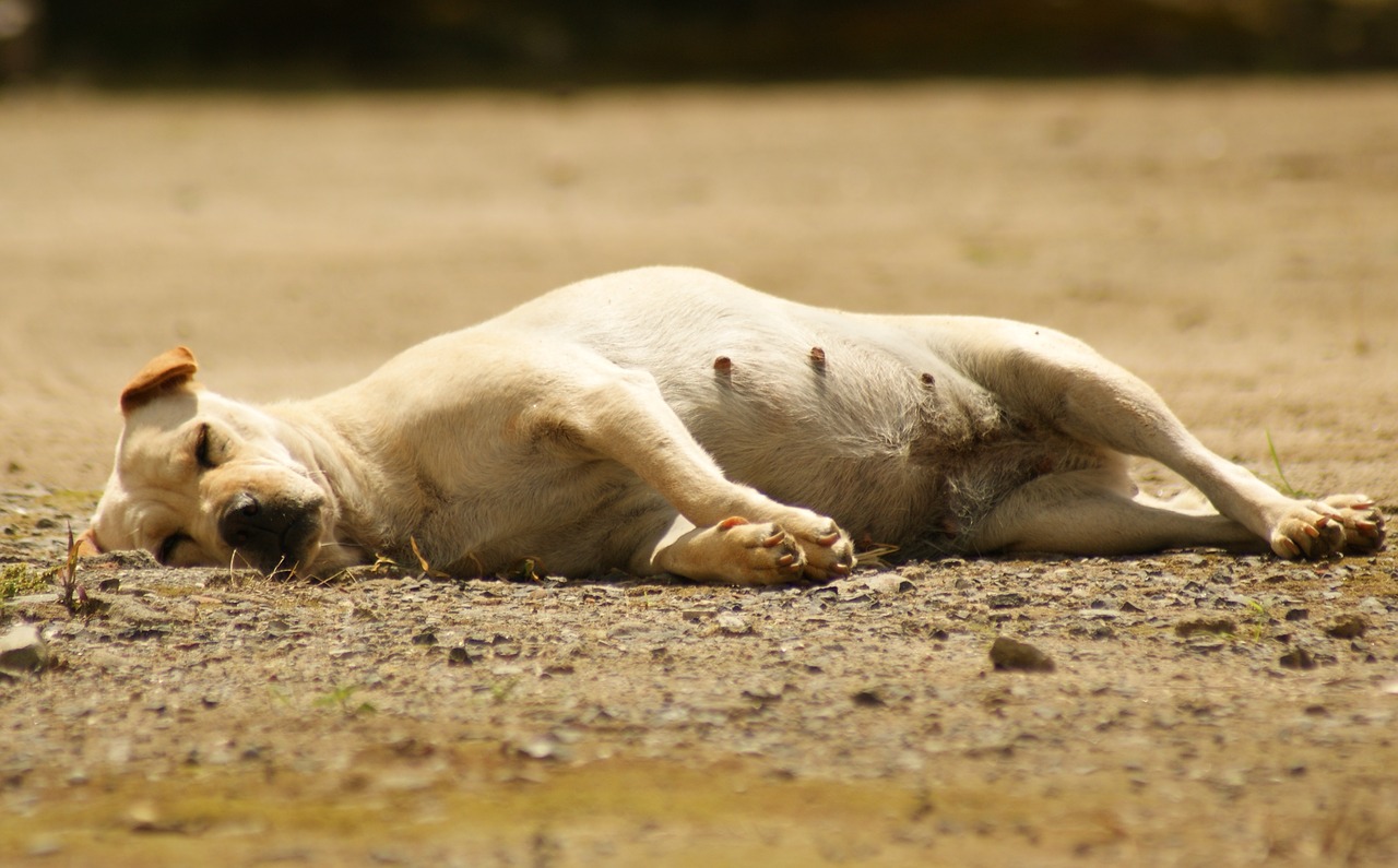 Image - nature dogs quimbaya quindio